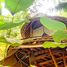 1 Schlafzimmer Villa zu verkaufen in Gianyar, Bali, Ubud