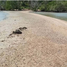  Land for sale in Pa Khlok, Phuket, Pa Khlok, Thalang