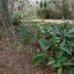  Land for sale in Mora San Jose, Mora, San Jose