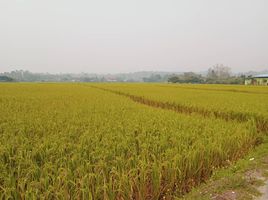  Grundstück zu verkaufen in San Sai, Chiang Mai, Mae Faek Mai