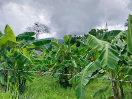 ขายที่ดิน ใน แม่ริม เชียงใหม่, ดอนแก้ว, แม่ริม
