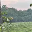 1 Bedroom House for sale in Lam Narai, Lop Buri, Lam Narai, Chai Badan, Lop Buri