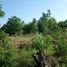  Land for sale in Prasat, Surin, Kantuat Ramuan, Prasat