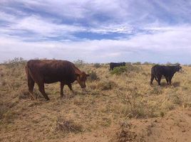  Grundstück zu verkaufen in San Rafael, Mendoza, San Rafael, Mendoza