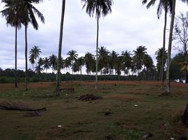  Grundstück zu verkaufen in Sichon, Nakhon Si Thammarat, Sao Phao, Sichon