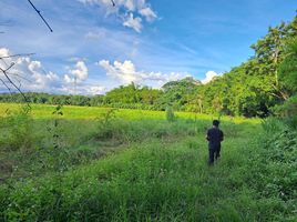  Land for sale in Wat Thep Nimit, Mae Pong, Mae Pong