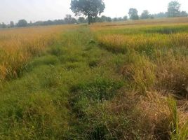  Land for sale in Nong Mueang, Ban Mi, Nong Mueang