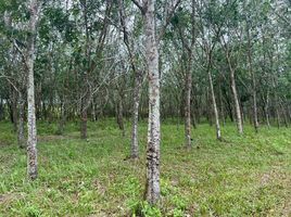  Land for sale in Ron Phibun, Nakhon Si Thammarat, Khuan Phang, Ron Phibun