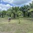  Land for sale in Khok Kloi, Phangnga, Khok Kloi, Takua Thung