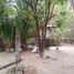  Land for sale in Surat Thani, Ban Tai, Ko Pha-Ngan, Surat Thani