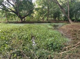  Grundstück zu verkaufen in Saraphi, Chiang Mai, Tha Wang Tan, Saraphi