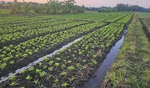 N/A Land for sale in Mae Pong, Chiang Mai 