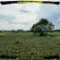  Land for sale in Nikhom Phatthana Rayong, Makham Khu