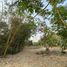  Land for sale in Mueang Chi, Mueang Lamphun, Mueang Chi