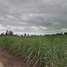  Land for sale in Mueang Kamphaeng Phet, Kamphaeng Phet, Nai Mueang, Mueang Kamphaeng Phet