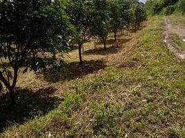  Grundstück zu verkaufen in Chiang Dao, Chiang Mai, Thung Khao Phuang, Chiang Dao