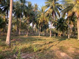  Land for sale in Saeng Arun, Thap Sakae, Saeng Arun