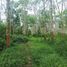  Land for sale in Gelumbang, South Sumatera, Gelumbang, Muara Enim, South Sumatera