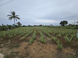  Grundstück zu verkaufen in Hua Hin, Prachuap Khiri Khan, Thap Tai