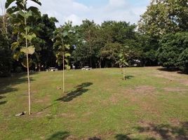  Land for sale in San Pa Tong, Chiang Mai, San Klang, San Pa Tong