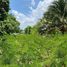  Land for sale in San Sai, Chiang Mai, Mae Faek Mai, San Sai