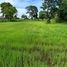  Land for sale in Don Wai, Non Sung, Don Wai