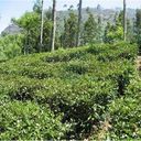 OOTY TEA ESTATE