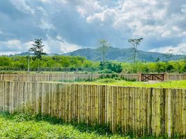  Grundstück zu verkaufen in Thai Mueang, Phangnga, Bang Thong, Thai Mueang, Phangnga