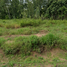  Land for sale in Bo Win, Si Racha, Bo Win