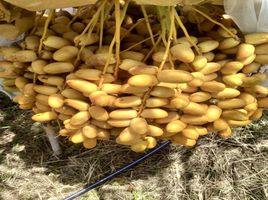  Grundstück zu verkaufen in Nong Ya Sai, Suphan Buri, Nong Ya Sai, Nong Ya Sai