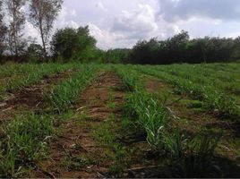  Land for sale in Si Songkhram, Wang Saphung, Si Songkhram