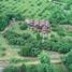  Land for sale in Fang Chiang Mai, Mae Sun, Fang