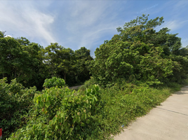  Grundstück zu verkaufen in Thung Tako, Chumphon, Thung Takhrai, Thung Tako