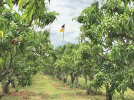  Grundstück zu verkaufen in Noen Maprang, Phitsanulok, Ban Noi Sum Khi Lek, Noen Maprang