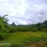 Land for sale in Mae Rim Chiang Mai, Mueang Kaeo, Mae Rim, Chiang Mai