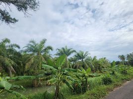  Grundstück zu verkaufen in Takua Thung, Phangnga, Khok Kloi