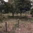  Land for sale in Limon, Siquirres, Limon