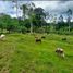  Land for sale in Costa Rica, Matina, Limon, Costa Rica