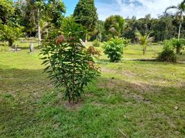  Grundstück zu verkaufen in Silves, Amazonas, Silves, Amazonas, Brasilien