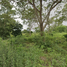  Land for sale in Mai Khao, Phuket, Mai Khao