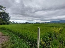  Land for sale in Mueang Nan, Nan, Thuem Tong, Mueang Nan