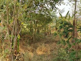  Land for sale in Don Pao, Mae Wang, Don Pao
