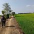  Land for sale in Sukhothai, Wang Yai, Si Samrong, Sukhothai