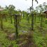  Grundstück zu verkaufen in Manaquiri, Amazonas, Manaquiri