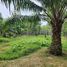  Land for sale in Phuket, Thep Krasattri, Thalang, Phuket