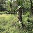  Land for sale in Limon, Siquirres, Limon