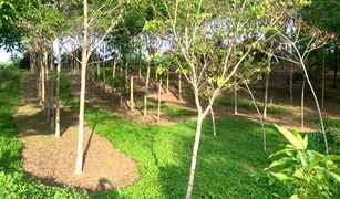 N/A Land for sale in Choeng Thale, Phuket 