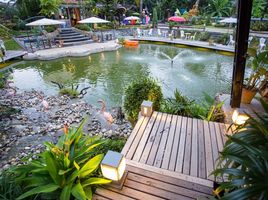 16 Bedroom Hotel for sale in Thailand, San Pa Pao, San Sai, Chiang Mai, Thailand