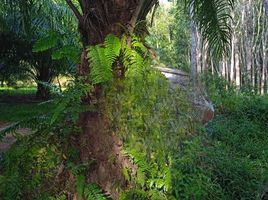  Land for sale in Krabi, Phru Tiao, Khao Phanom, Krabi