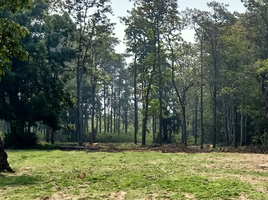 在四色菊出售的 土地, Sawai, Prang Ku, 四色菊